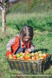Little girl looking through apples in basket from harvest 5oDWQ1