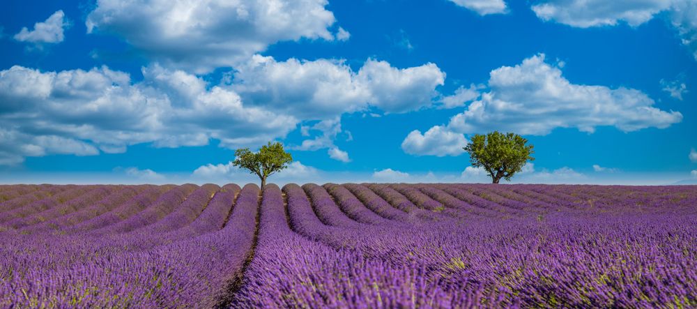 Stunning nature landscape with purple flowers