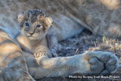 Brown lion cub lying on brown grass beside parent 0Kxwy5
