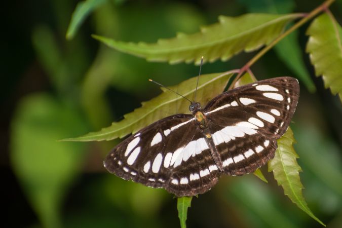 A beautiful Common Sailor Butterfly on some leaves at a forest area in Mumbai, India