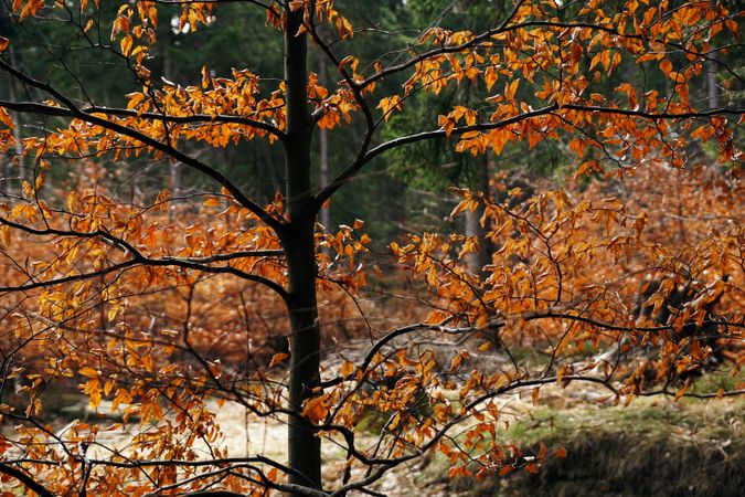 Beautiful golden forest in autumn