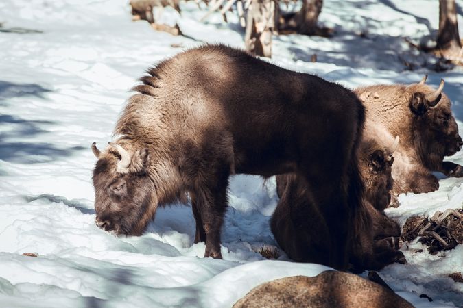Buffaloes pasturing between trees and snow