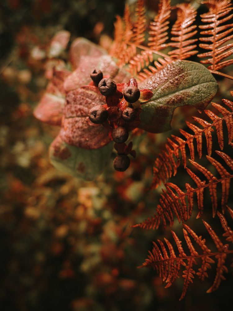 Wild poisonous ripe belladonna berries beside orange fern leaf