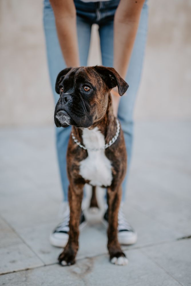 Playful cute dog standing with human support