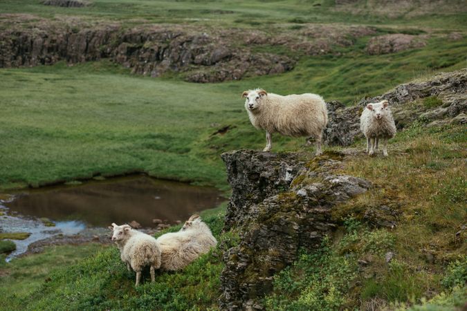 Herd of rams in nature