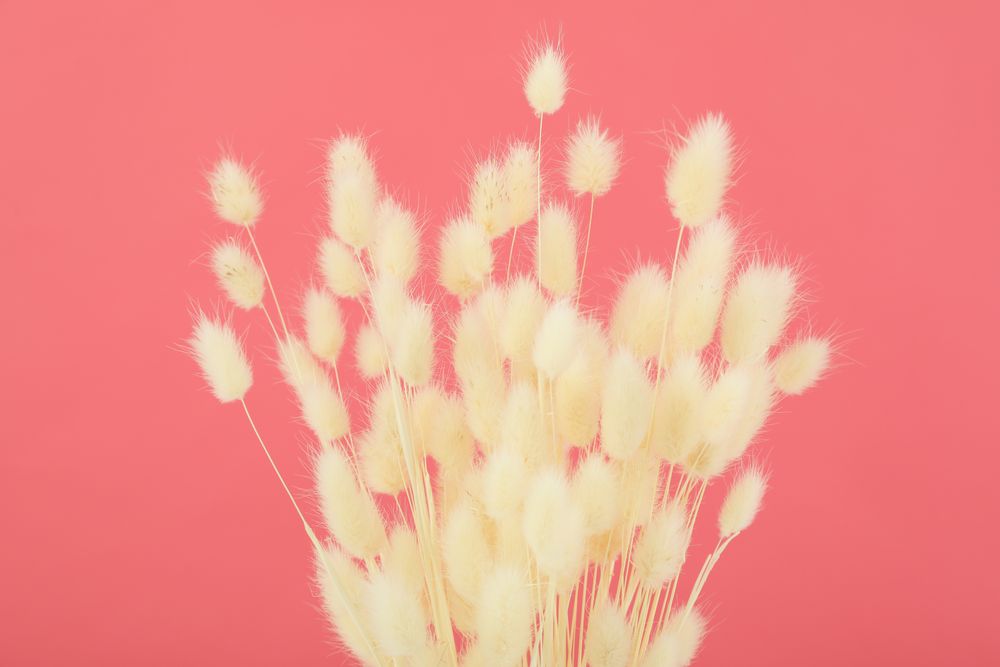 Dried flowers tops in pink room