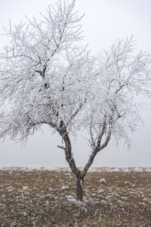 Tree on wintry landscape in kakheti