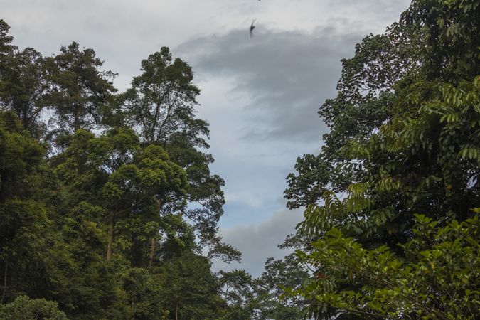 Jungle and trees of North Sumatra, in Gunung Leuser National Park, at sunset, near the river Bohorok