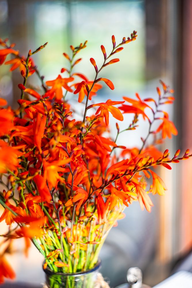 Orange summer flowers in the vase