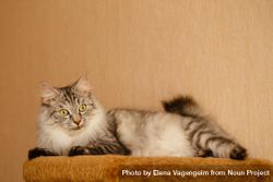 Grey cat relaxing on orange carpet platform 0Jrll0