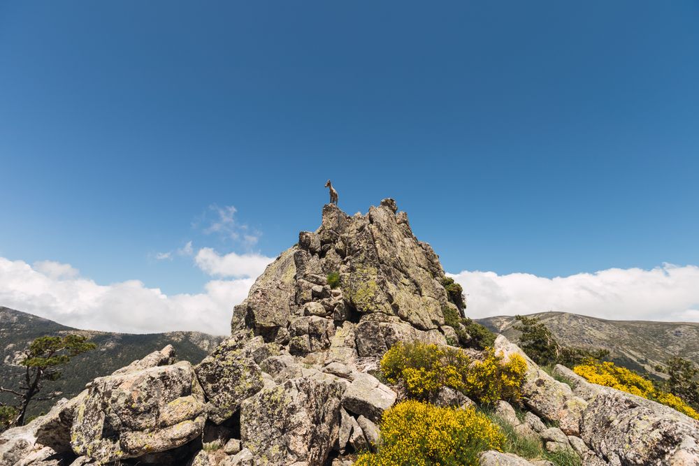 Young goats on high stone on background of blue sky