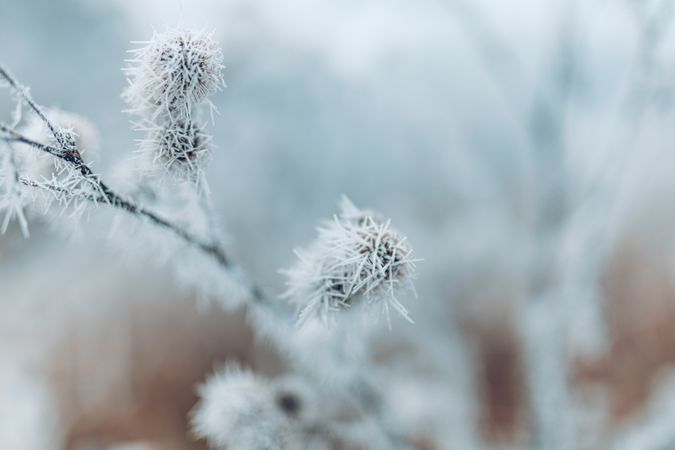 Close up of branch with ice