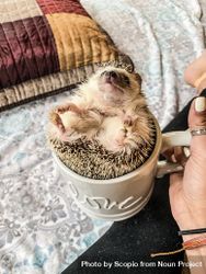 Hedgehog in ceramic mug held by a person 0WA1M4