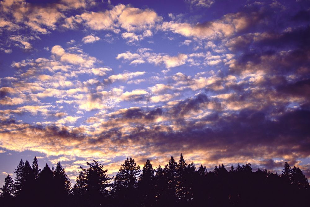 Clouds above forest