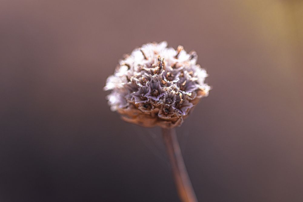 Stem with cluster of small flowers at the top