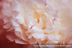 Close up of baby pink petals of a peony flower 0LOleb