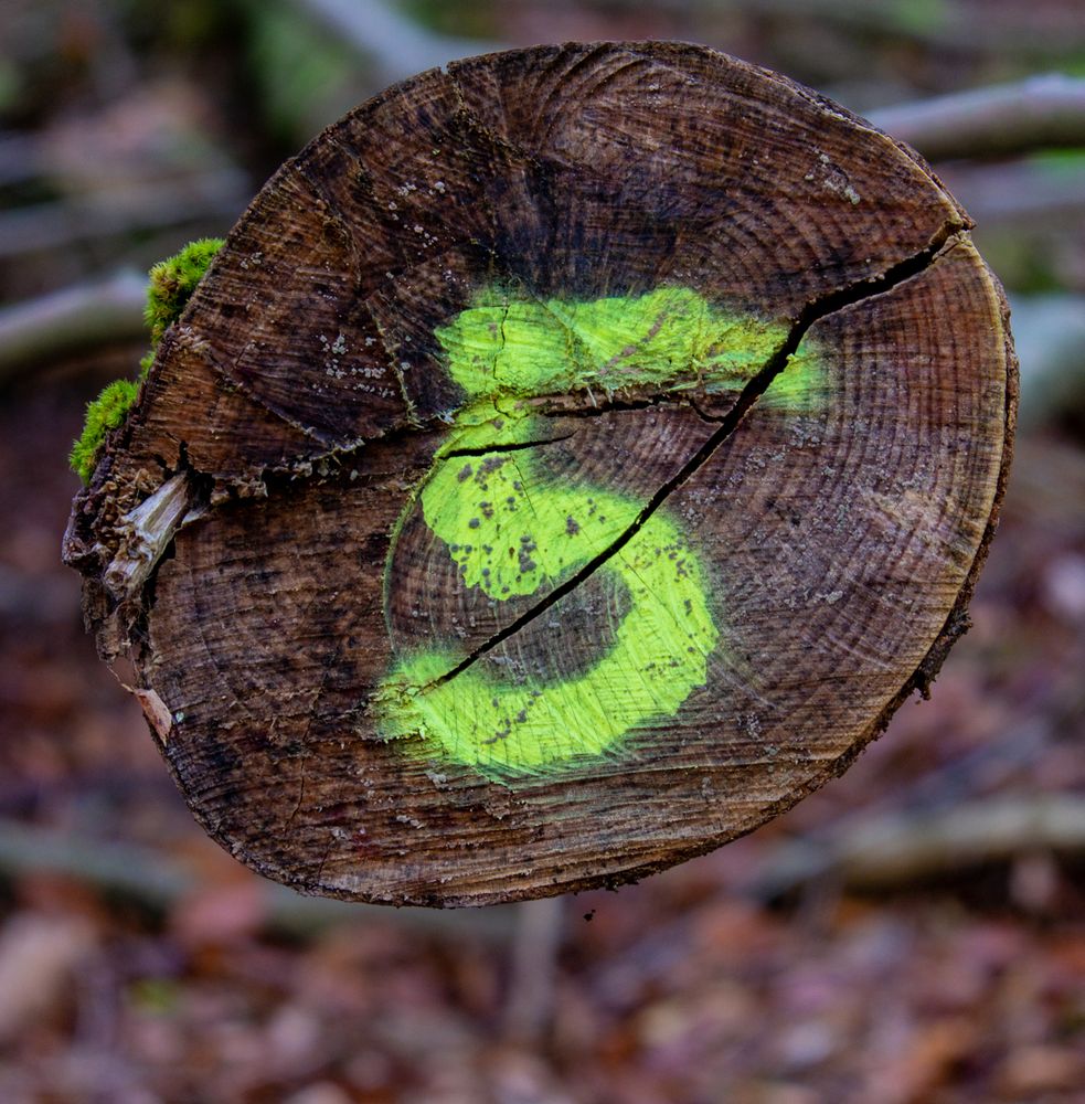 Cut tree spray painted with 5
