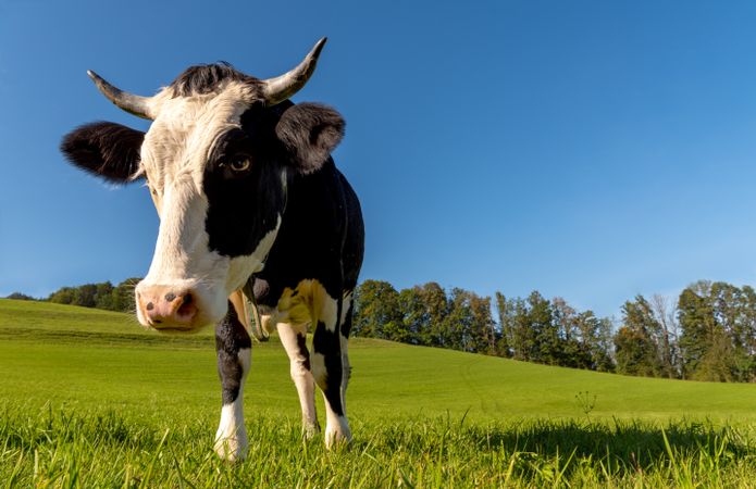 Cow close-up in an alpine scenery on a sunny day in summer