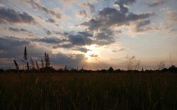 view of rice fields with the sky in the afternoon