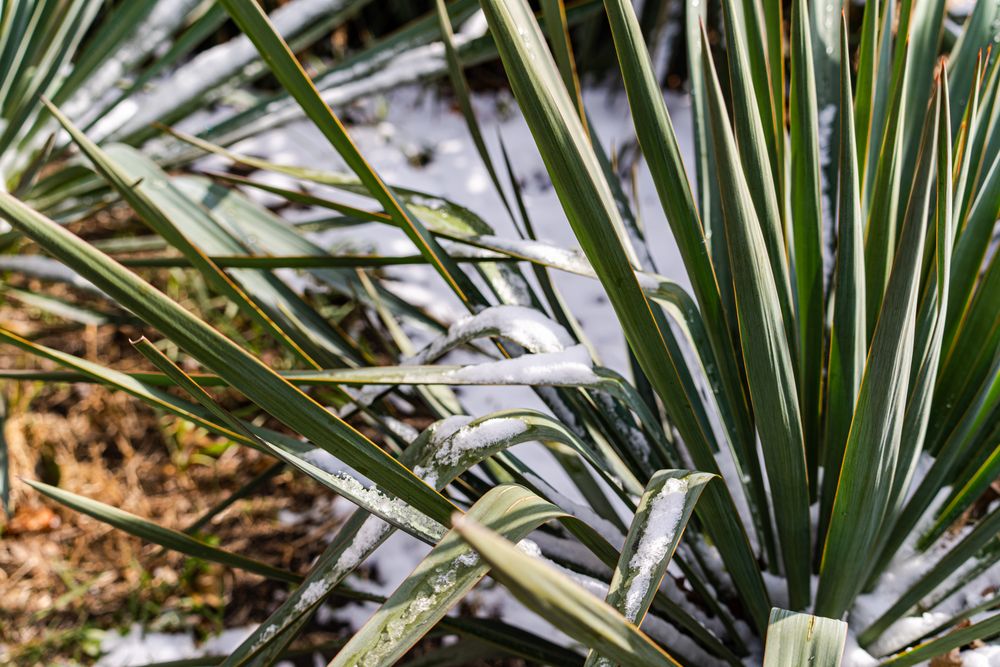 Leaves of yucca plant under the snow