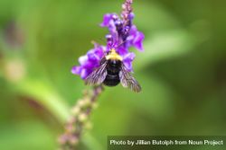 Top view of bee on lavender plant 0gl785