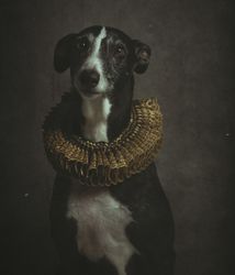 Smooth fox terrier in elegant golden ruff