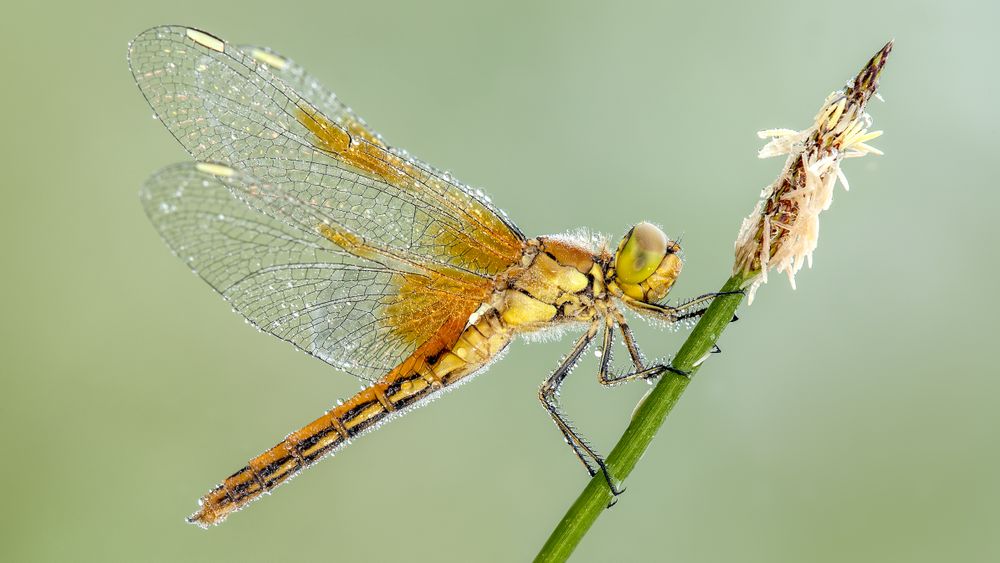 Yellow dragonfly perching on flower