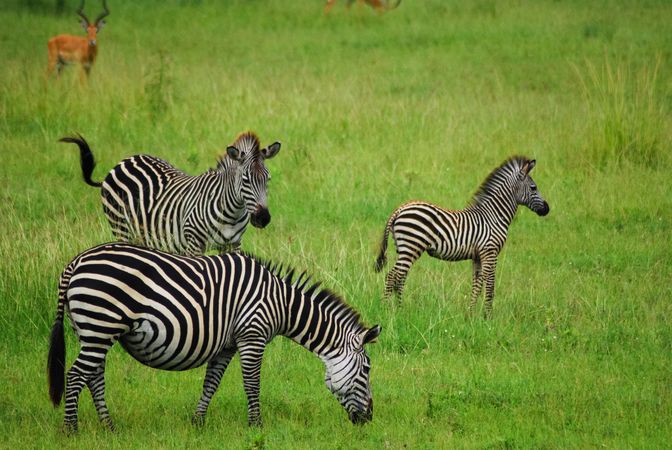 Three zebras on green grass field