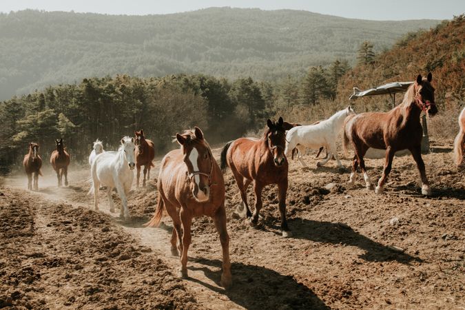 Herd of horses in countryside
