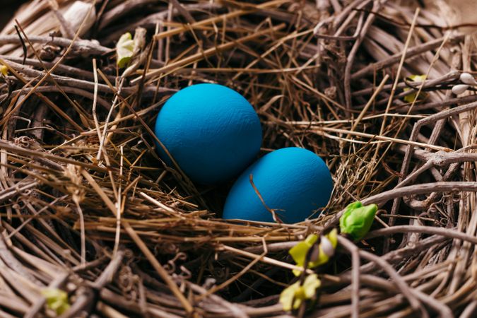 Blue eggs in bird nest