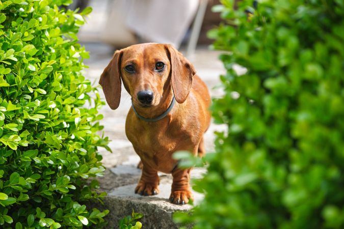 Adorable Dachshund standing near verdant plants in garden