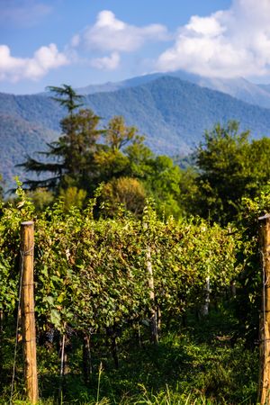 The vineyard in Lopota with mountains in background