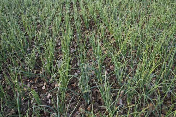 Green Onion plantation