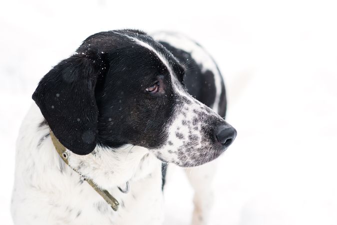 Contemplative Spotted Dog