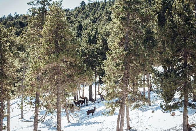 Noble deers near trees between snow