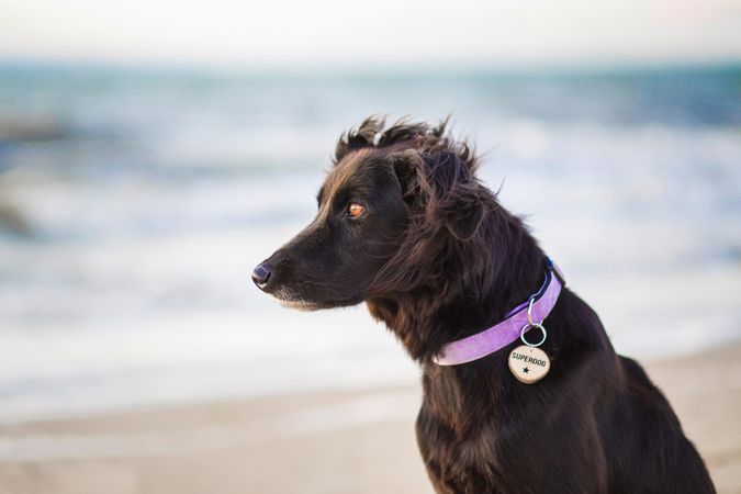 Portrait of dark dog on beach