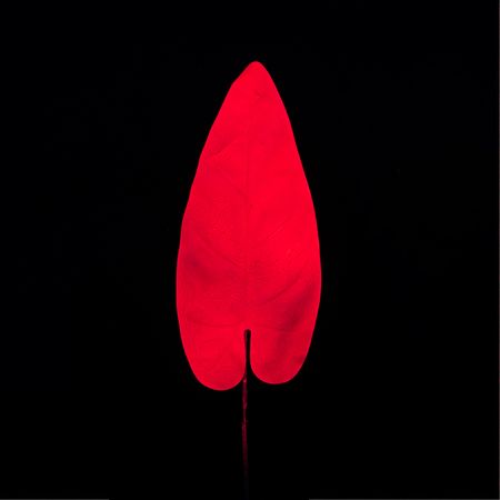 Neon tropical leaf in vivid red fluorescent color on dark background