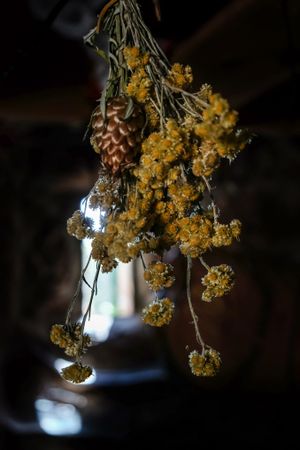 Dried flowers hanging in dark space