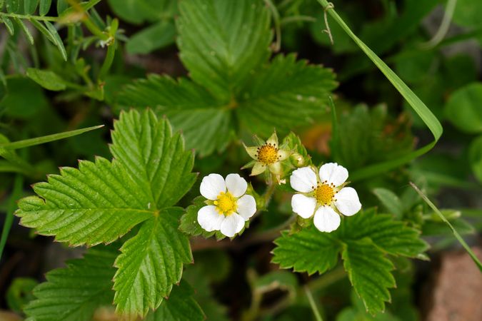 Wildflowers with yellow centers and green leaves.