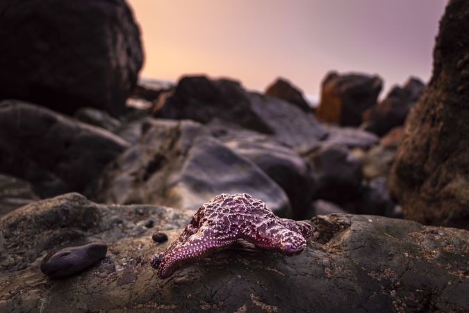 Muscle and star fish on the rugged rocks on the coast