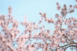 Pink cherry blossom at blue sky background