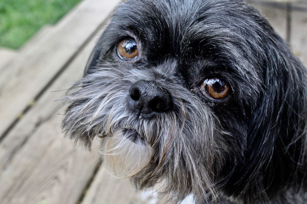 Dark shih Tzu dog breed in close-up