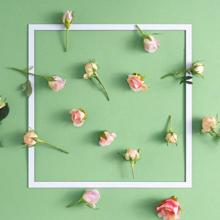 Creative arrangement made with pink roses against pastel green background with paper card frame