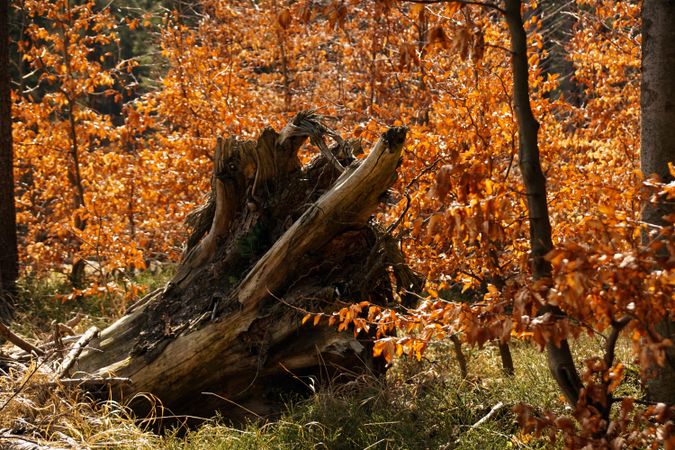 Old rotten tree in beautiful autumn forest