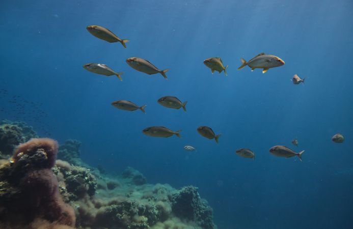 School of salema porgy swimming in sea