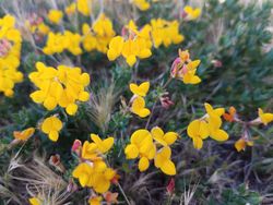 Yellow lotus-corniculatus, selective focus