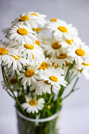 Vase of daisy flowers as a summer background
