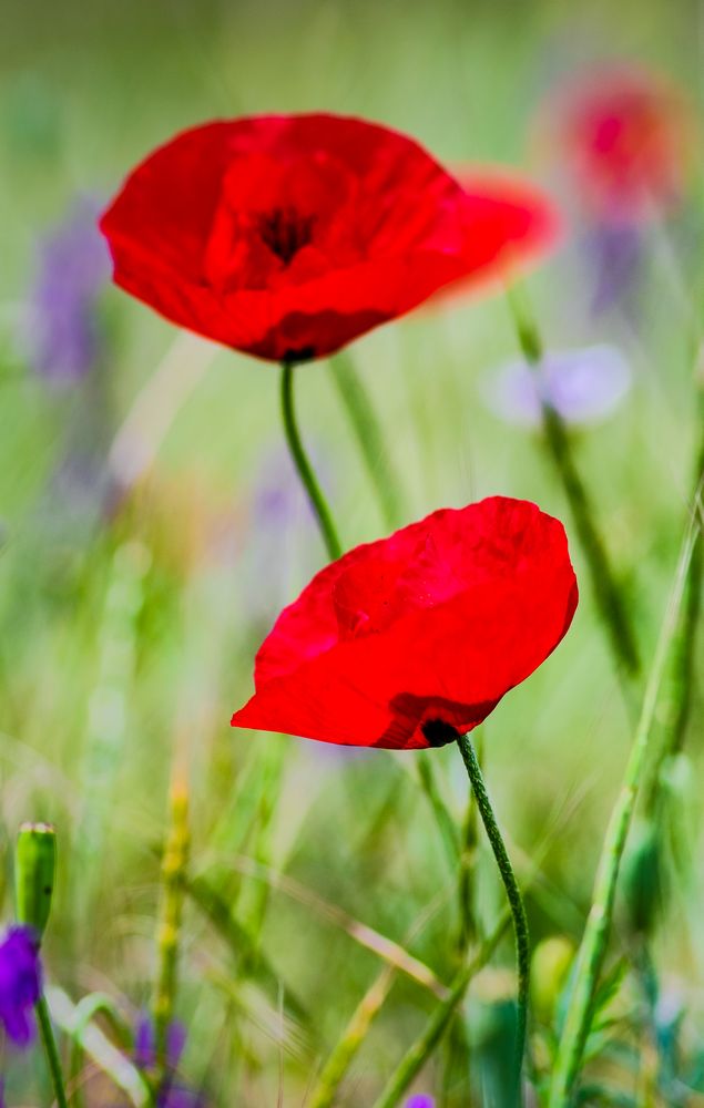 Summer background in poppy field, vertical