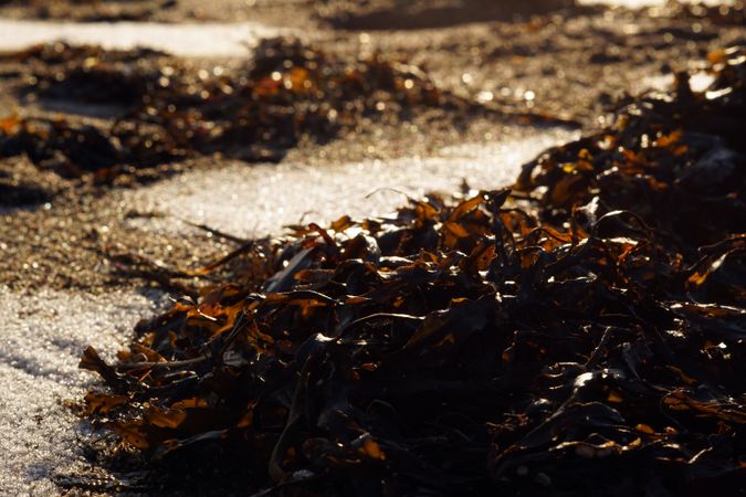 Seaweed on wet sand on beach