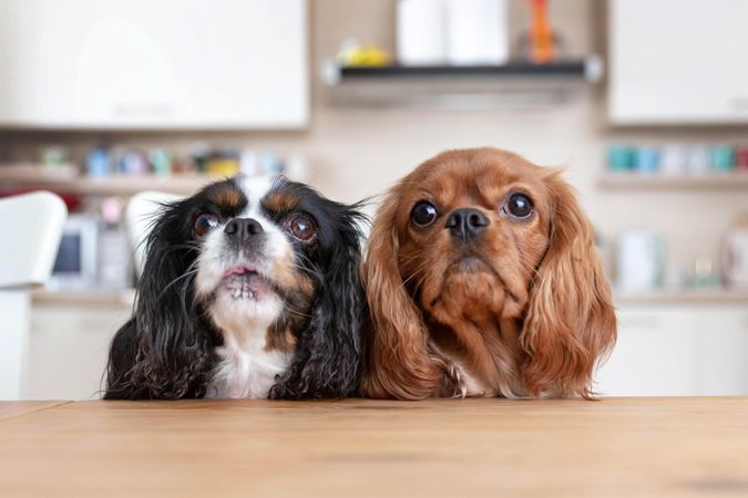 Two cavalier spaniels at the table